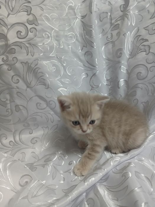 Породистые котята