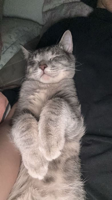 Отдам кота надежные руки