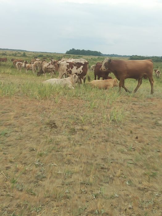 Продам четыре бычка