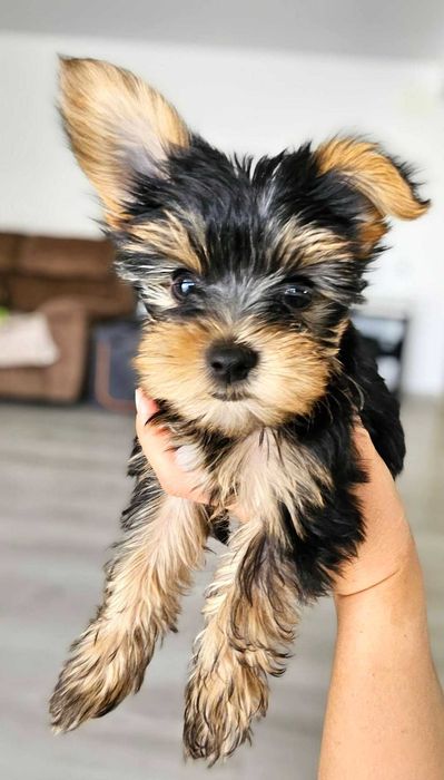 Yorkshire Terrier
