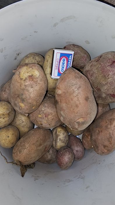 Продам дачный картофель