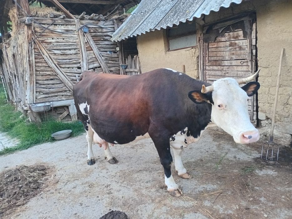 Vaca gestanta in 8 luni balțata romaneasca