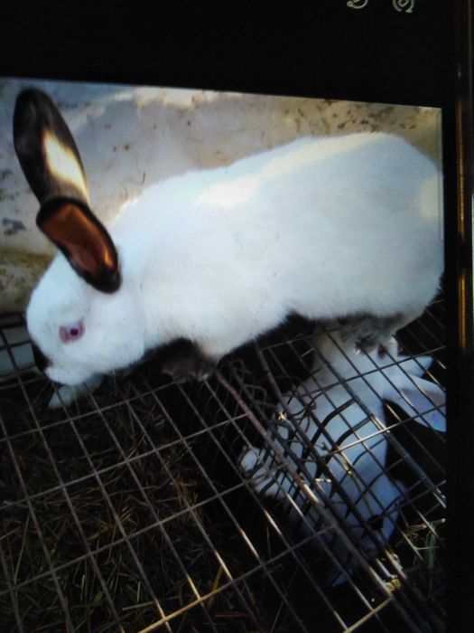 Iepuri 3 femele și 1 mascul