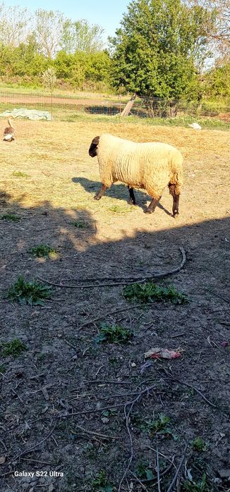 De vânzare berbec rasa SUFFOLK