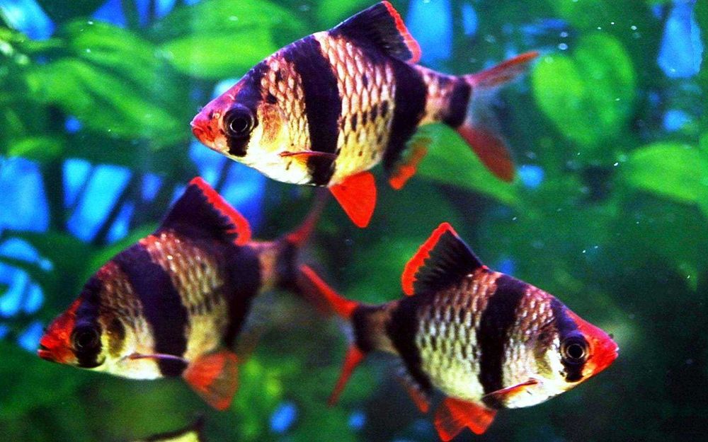 Аквариумная рыбка-Барбус суматранский (Puntius tetrazona)