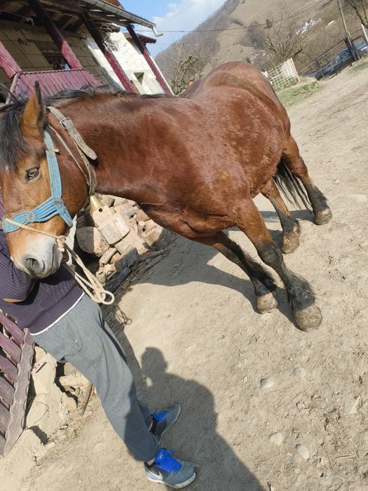 Vând cal frumos și cuminte