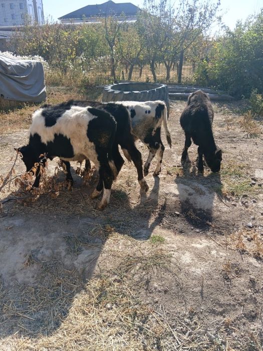 Бұқалар сатылады. Продам бычков