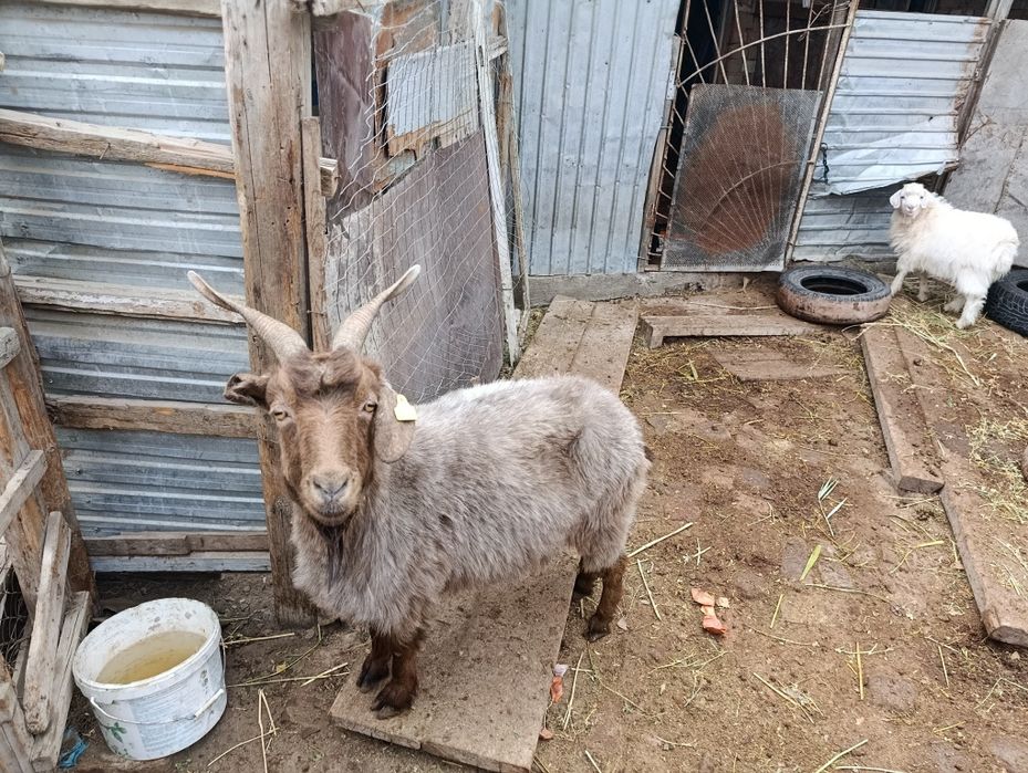 Ешкі  сатылады, жағдайы жақсы