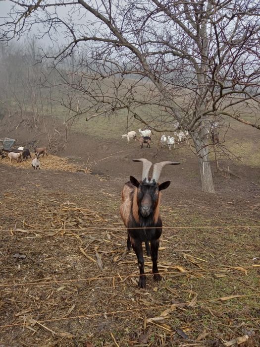 Vând țap de rasa alpin francez