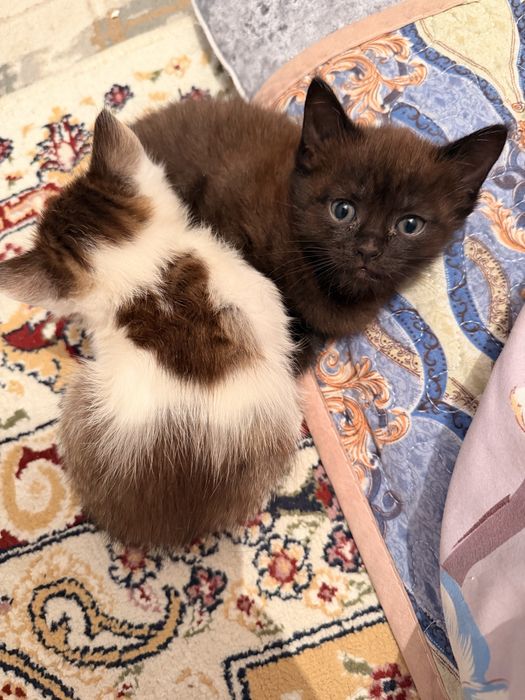 Котята два месяц