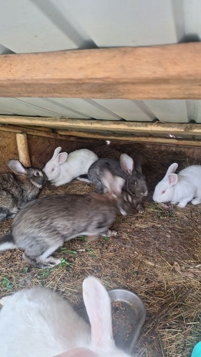 Vând iepuri mici și mari vi sau tăiați