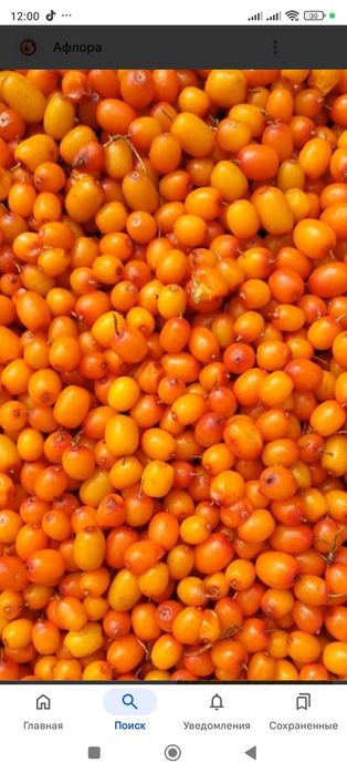 Продам облепиху свежую