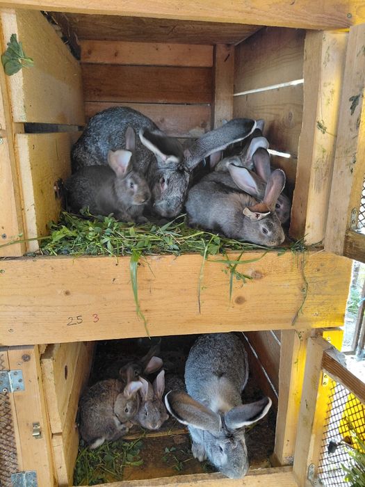 Iepuri Uriaș German -0771073798-