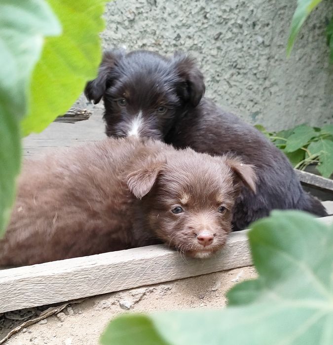 Щенки. Срочно ищем дом.