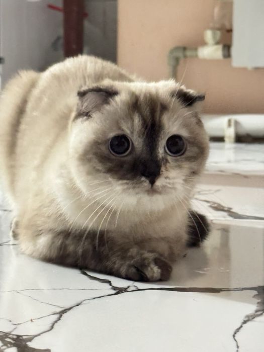 Кошки шотландский
