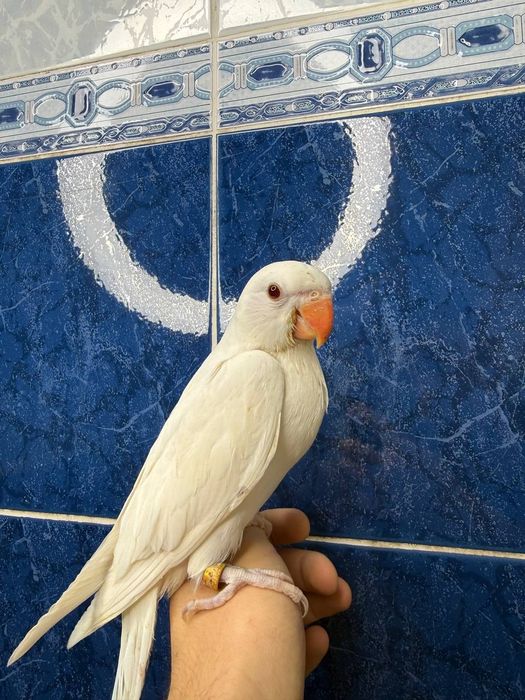Ручной ожереловый попугай