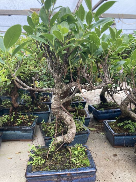 Бонсай Фикус Retusa