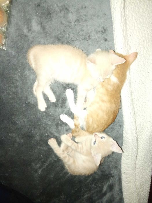 Котенца от Каварна тирсят дом