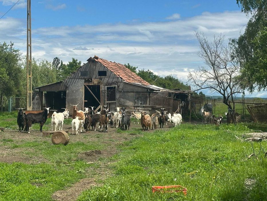 Capre și iezi - de vânzare
