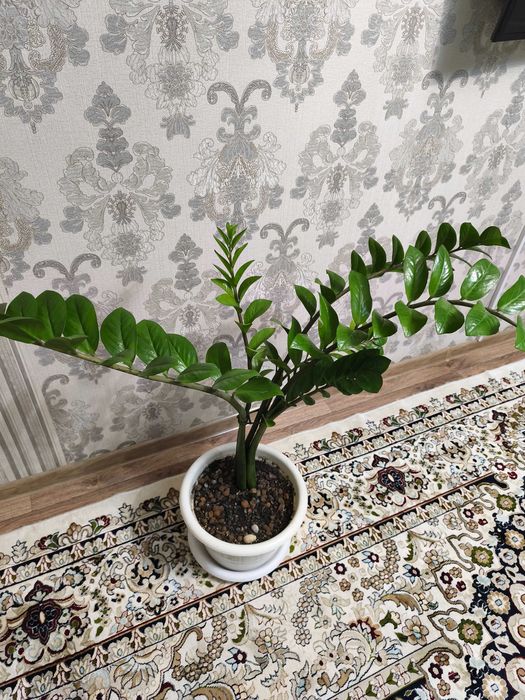 Крупный замиокулькас (долларовое дерево)