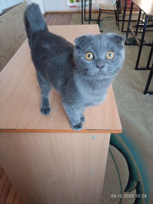 Срочно продается  вислоухий котенок