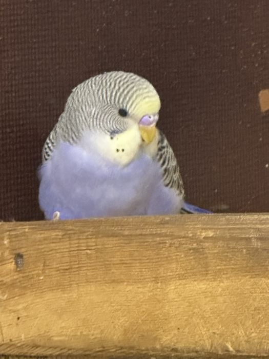 продам попугая волнистый мальчик