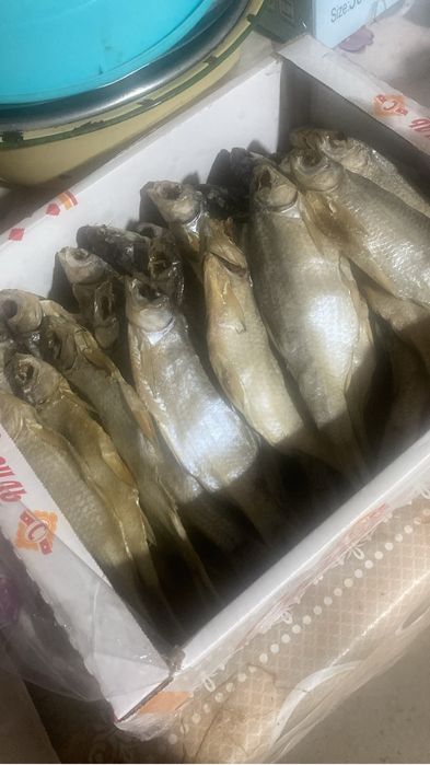 Бовла свежая.