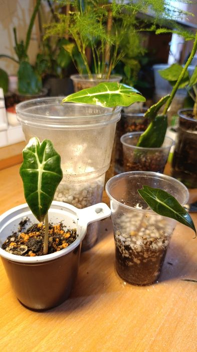 Комнатные растения цветы