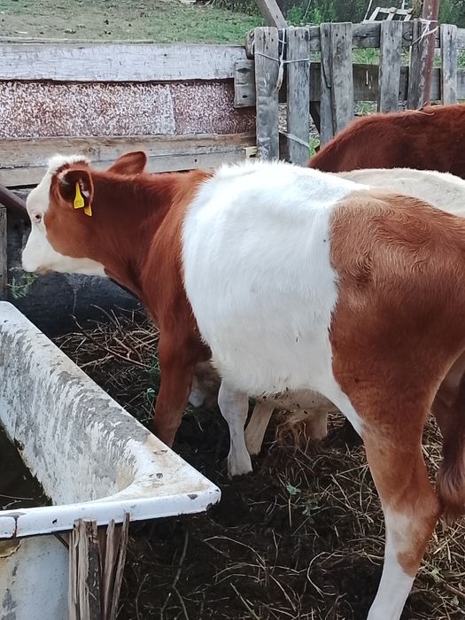 Продам телят бычков 4 месяца