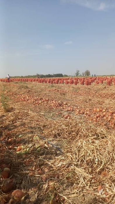 Оптом лук сорта Вапсо, калибр 80+, идеально ровный, сухой, плотный.