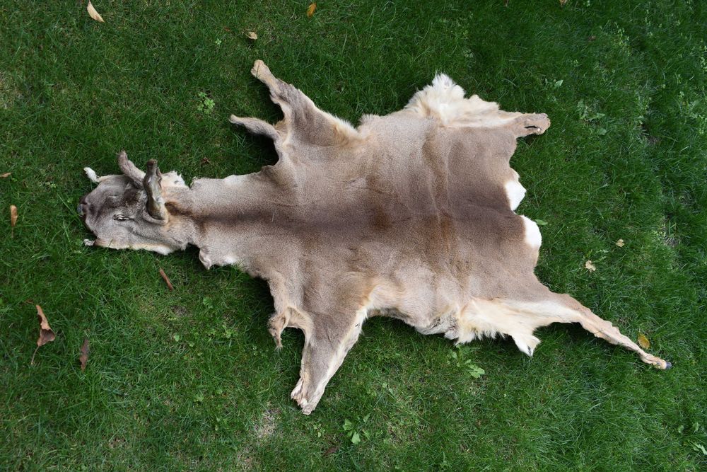 Кожа за декорация сърна