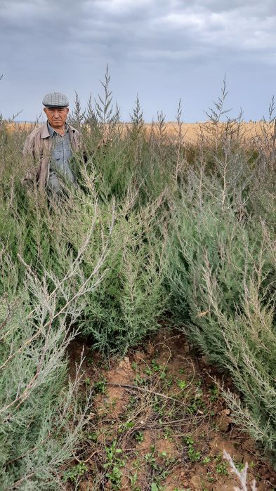 Ассортимент  кошеттер