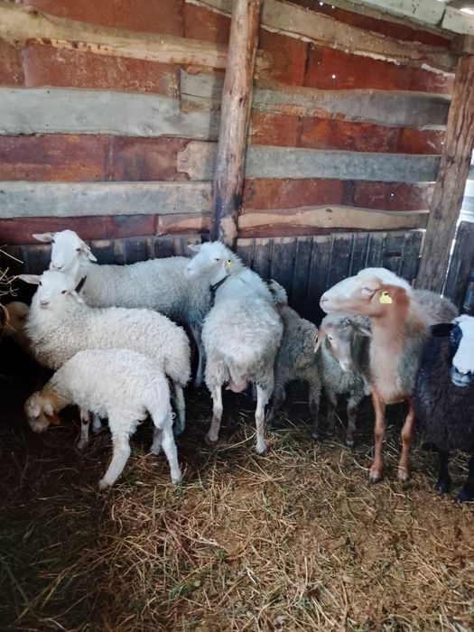 Продам овец бесколь
