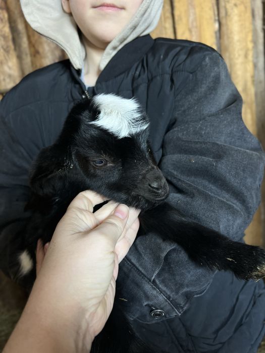 Козлики и козочки