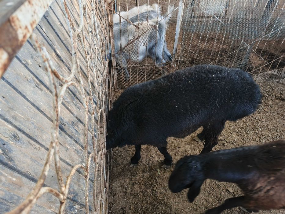 Продаются домашние бараны.