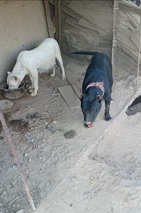 Pitbul sirochna sotiladi oladigonla aloqaga ciqsn