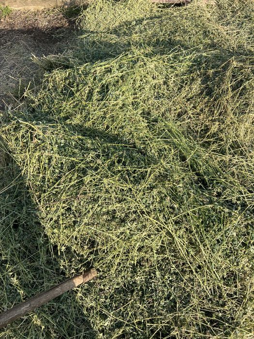 vand baloti de lucerna