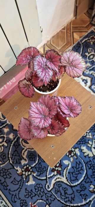 Комнатные цветы молодые