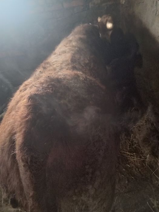 Продам БЫЧКА продам