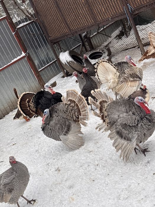 Curcani de casa tineri