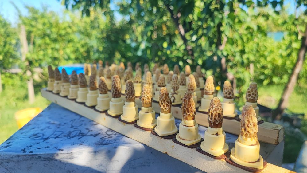 Mătci împerecheate selecționate
