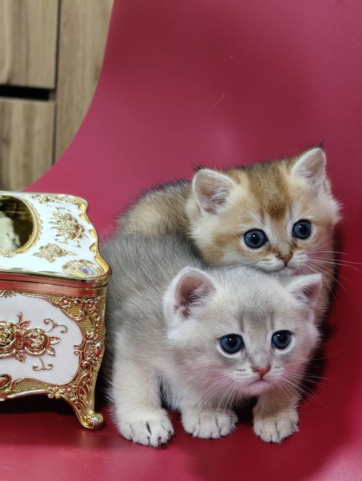 Котята на резерв шиншиллы