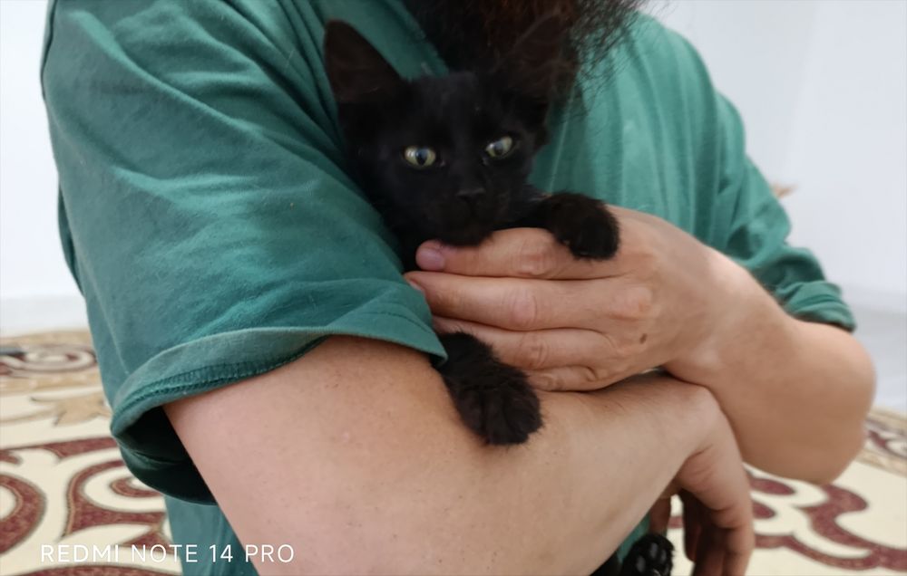 Котенок в добрые руки