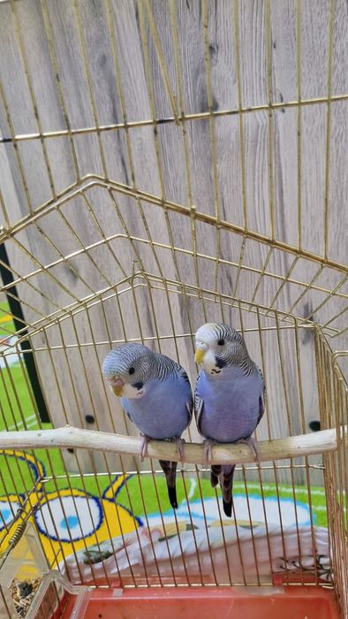 Папугаи 2 месеца мальчик и девочка