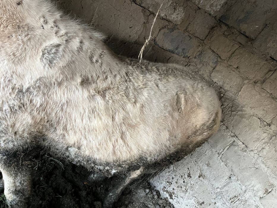 Семіз тай биік. Шу сахзавотта тұр