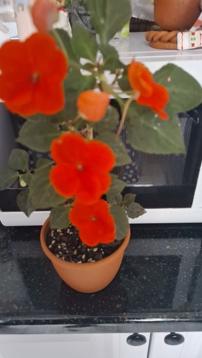 Продам комнатные цветы
