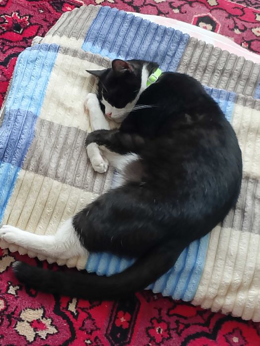 отдам кота в добрейшие руки