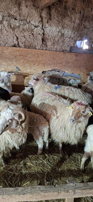 Vând 11 oi fătate