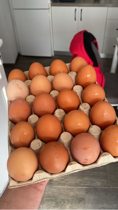 Oua de casa ,naturale crescute in libertate