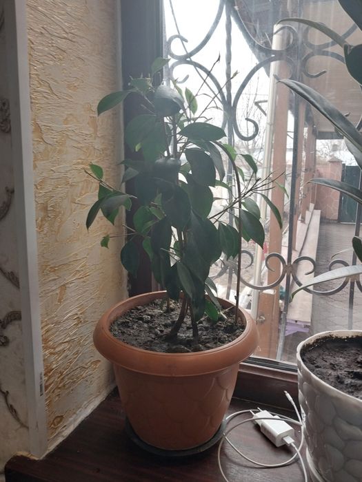 Очень красивые комнатные растения